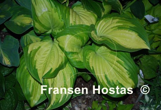 Hosta My Child Insook